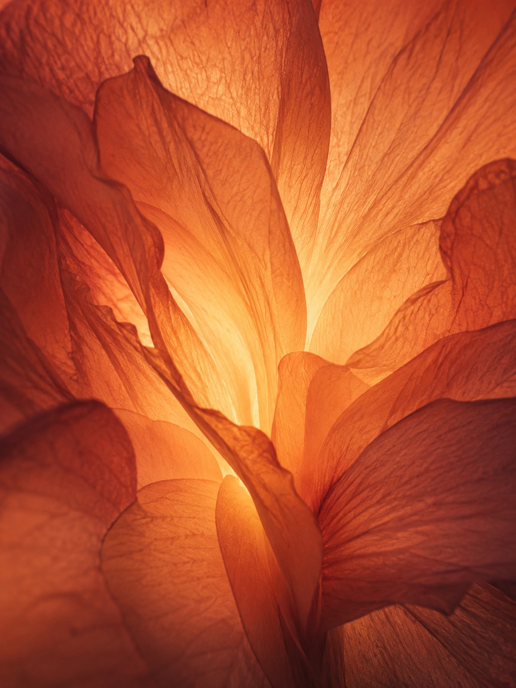 Fire — glowing backlit petals.